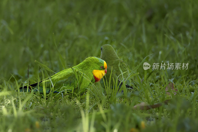 雄性超级鹦鹉(Polytelis swainsonii)